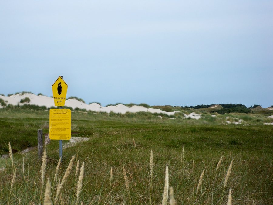 Dune landscape in the Amrum Dunes nature reserve near Süddorf