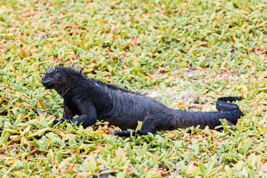 Marine iguana on Galápagos
