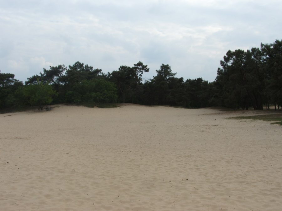 Landscape in Loonse en Drunense Duinen National Park in Noord-Brabant
