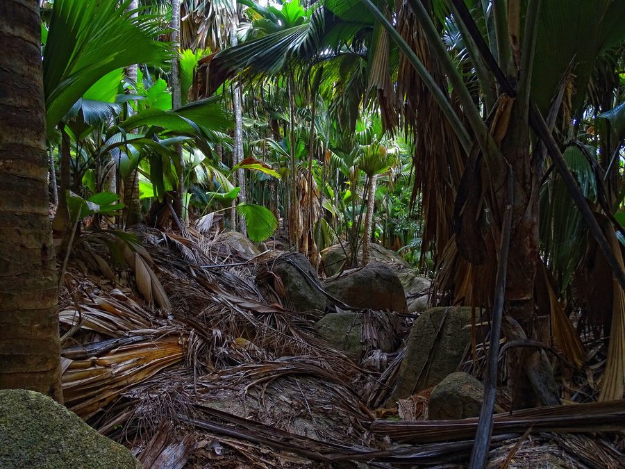 Dense forest in Vallée de Mai on Praslin