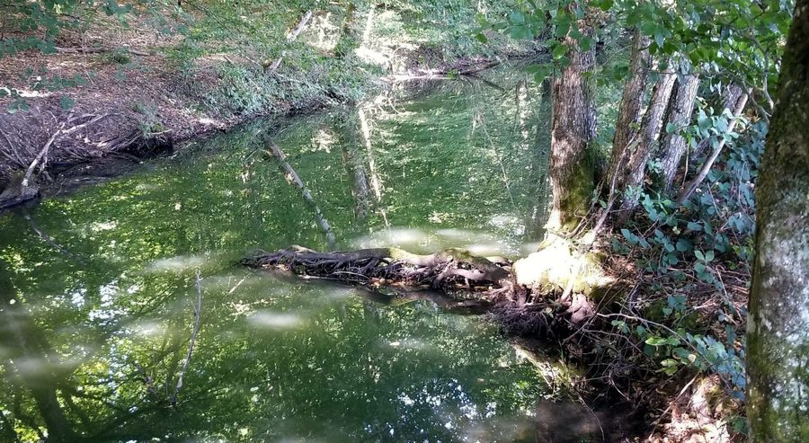 Ruisseau near Cornée de Réchicourt in the Parc naturel régional de Lorraine near Gondrexange