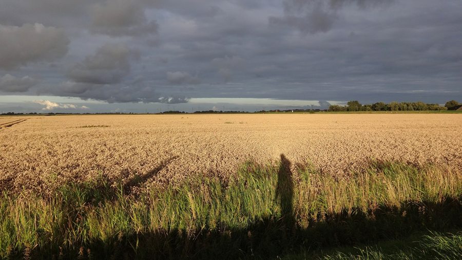 Evening mood in the polder between the dikes in Norderfriedrichskoog
