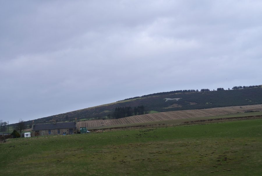 White horse figure on Mormond Hill near Strichen in Aberdeenshire