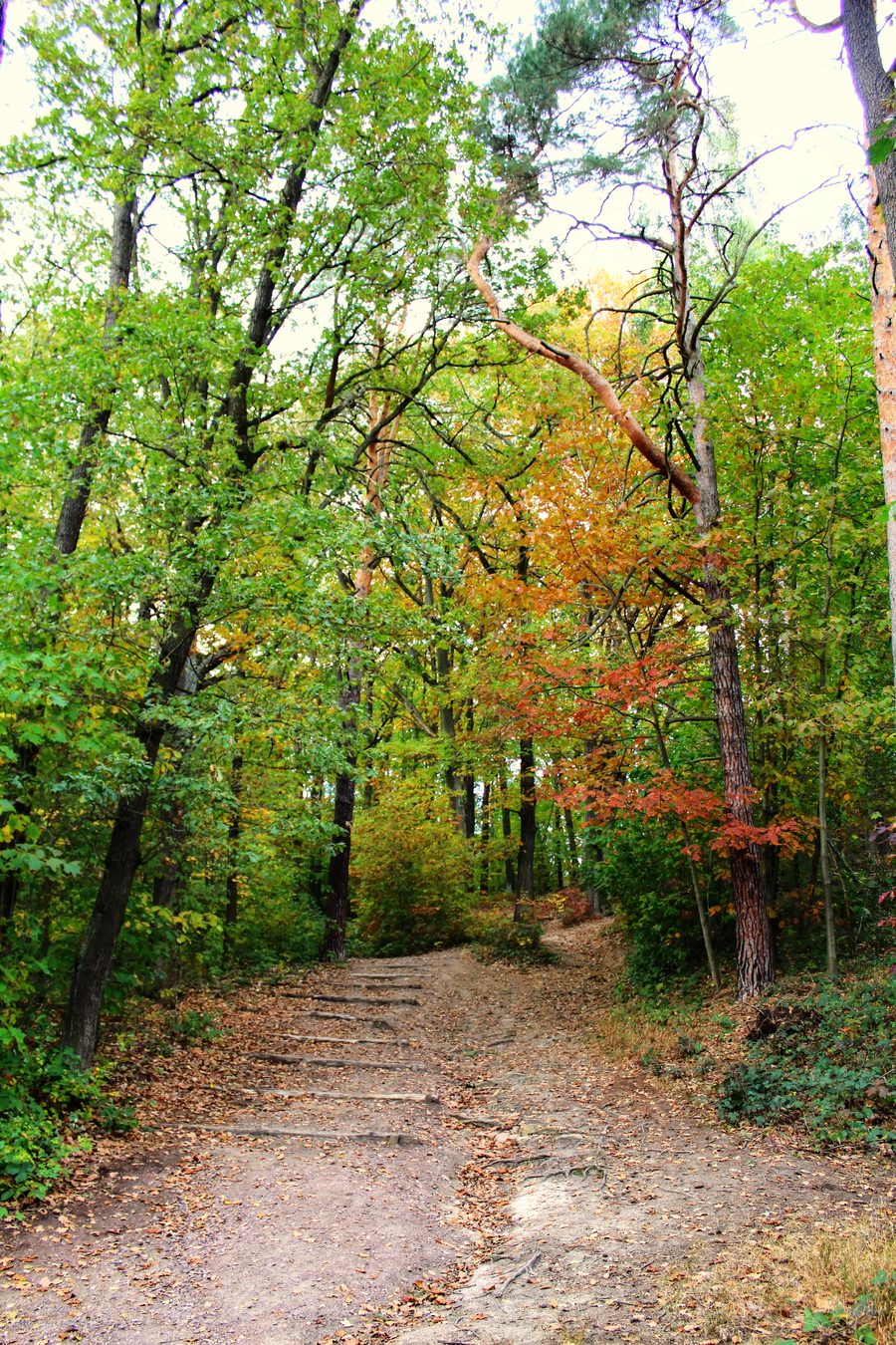 Path to the Kolkturmberg in the Dölauer Heide