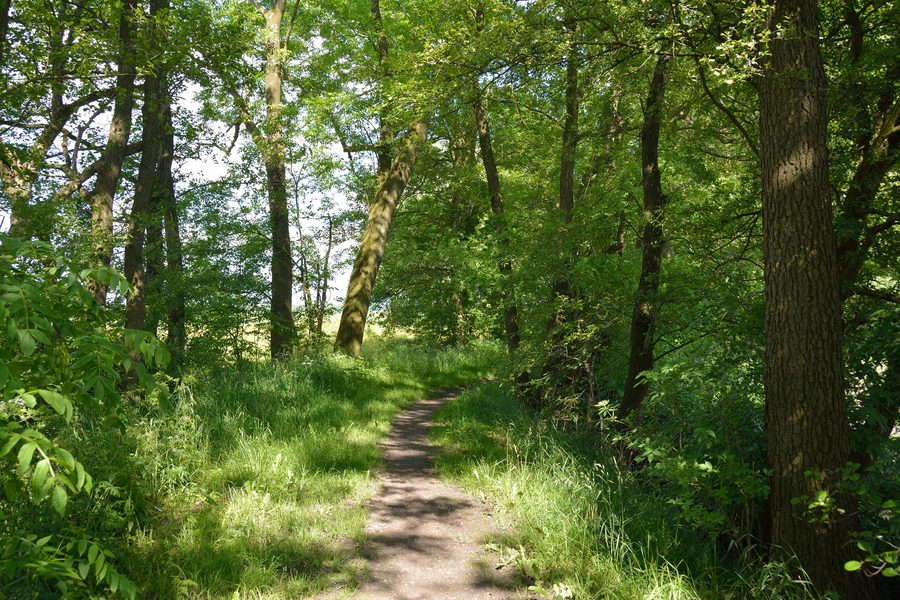 Path to a silted-up reed pond, a natural monument in Neuendorf near Elmshorn