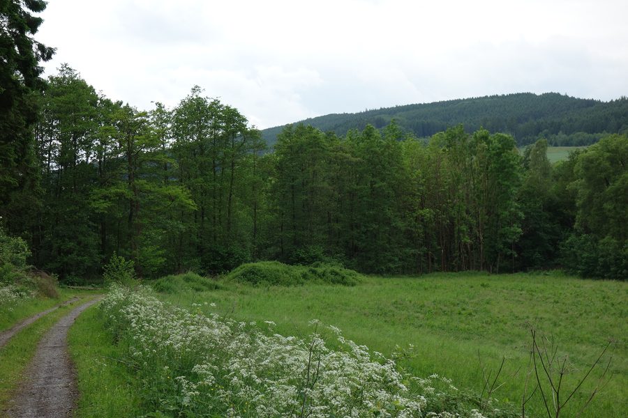 Eastern edge of the Erlenwald nature reserve south of Frenkhausen