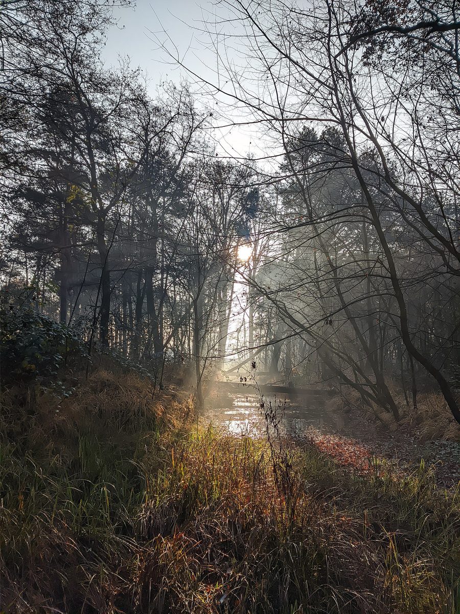 Sunlight between the trees in Parco delle Groane