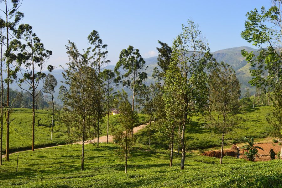 Hilly landscape in Sri Lanka’s highlands