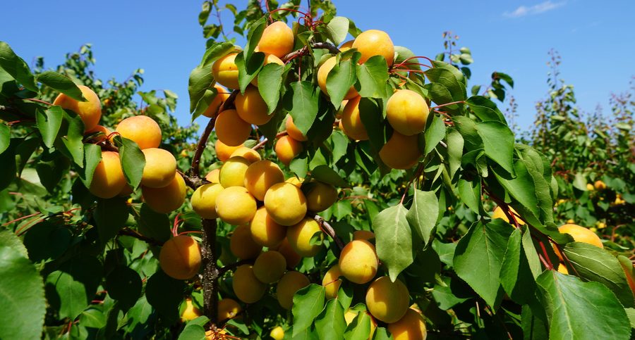 Wachau apricots from Lower Austria