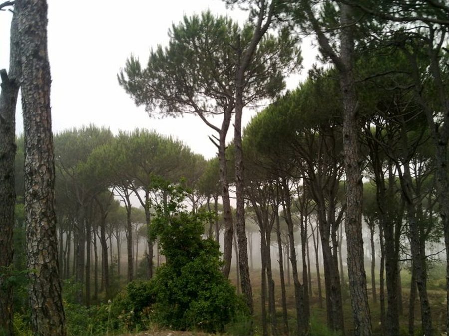 Pine forest in Mount Lebanon