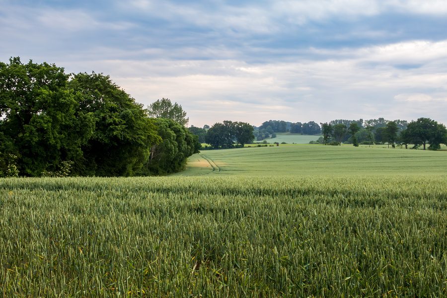 Landscape at Windebyer Noor near Windeby