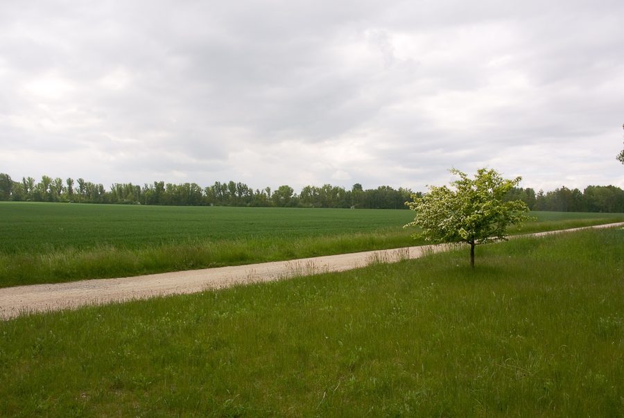 Landscape around the Zechau residual pit in the Altenburger Land