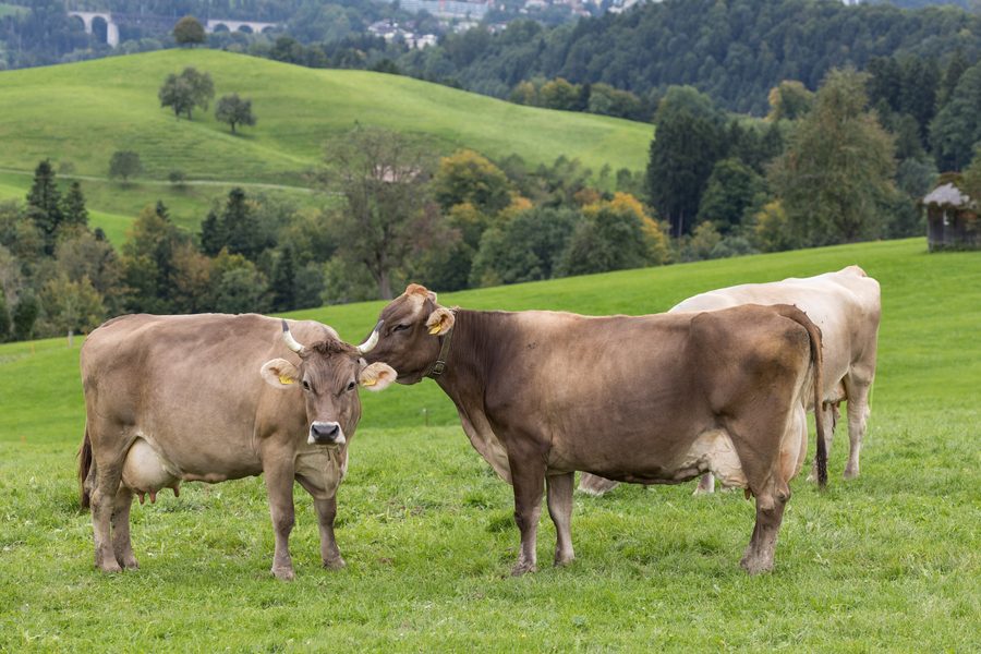 Grazing cows in the Appenzell region