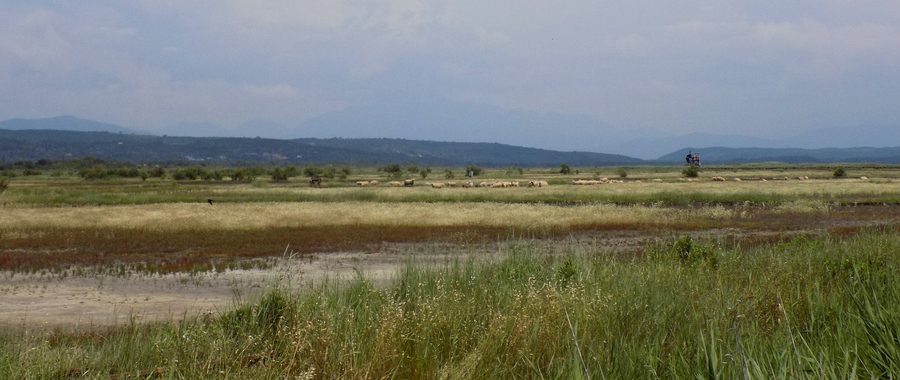Sheep in the wetland areas of the Ulcinj salt pans