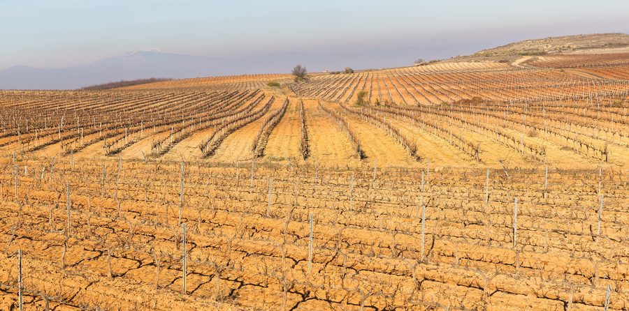 Vineyard fields in winter in Cariñena, Zaragoza, Spain
