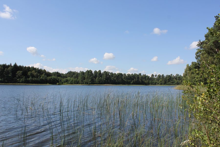 View of the wooded Langhagensee near Neu Poserin