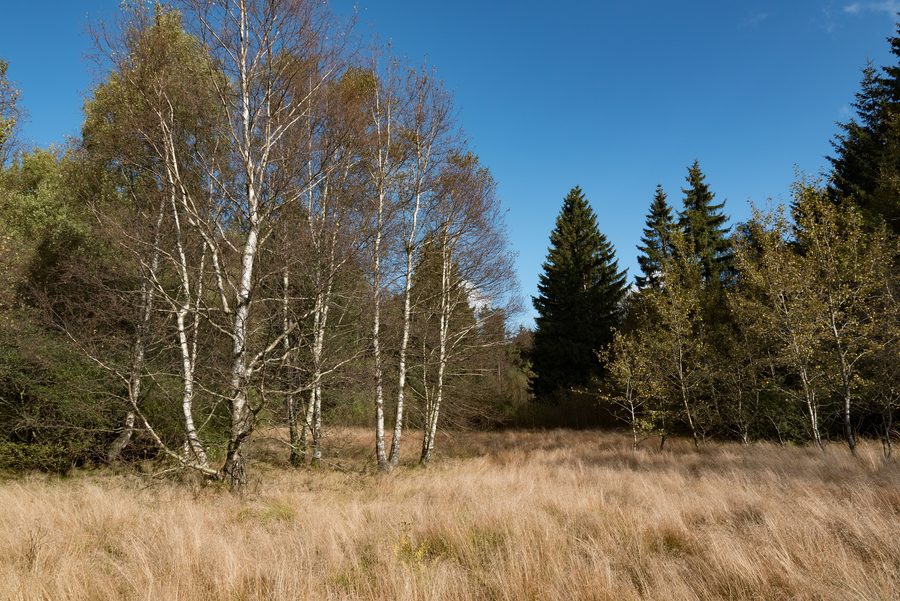 Black Moor in the Lange Rhön