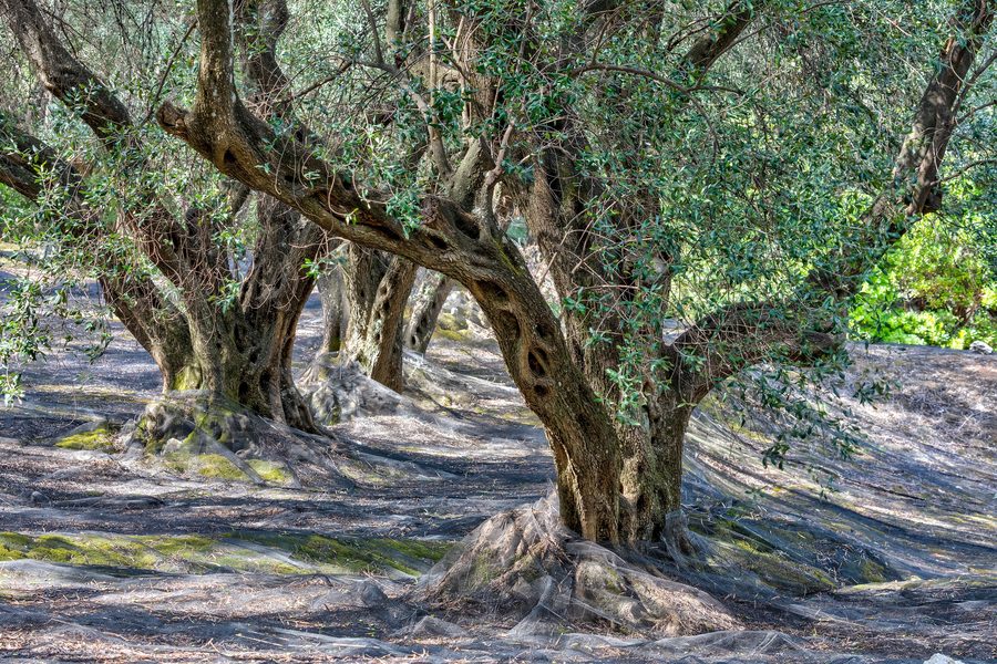 Olive grove near Agii Douli on Corfu, Greece