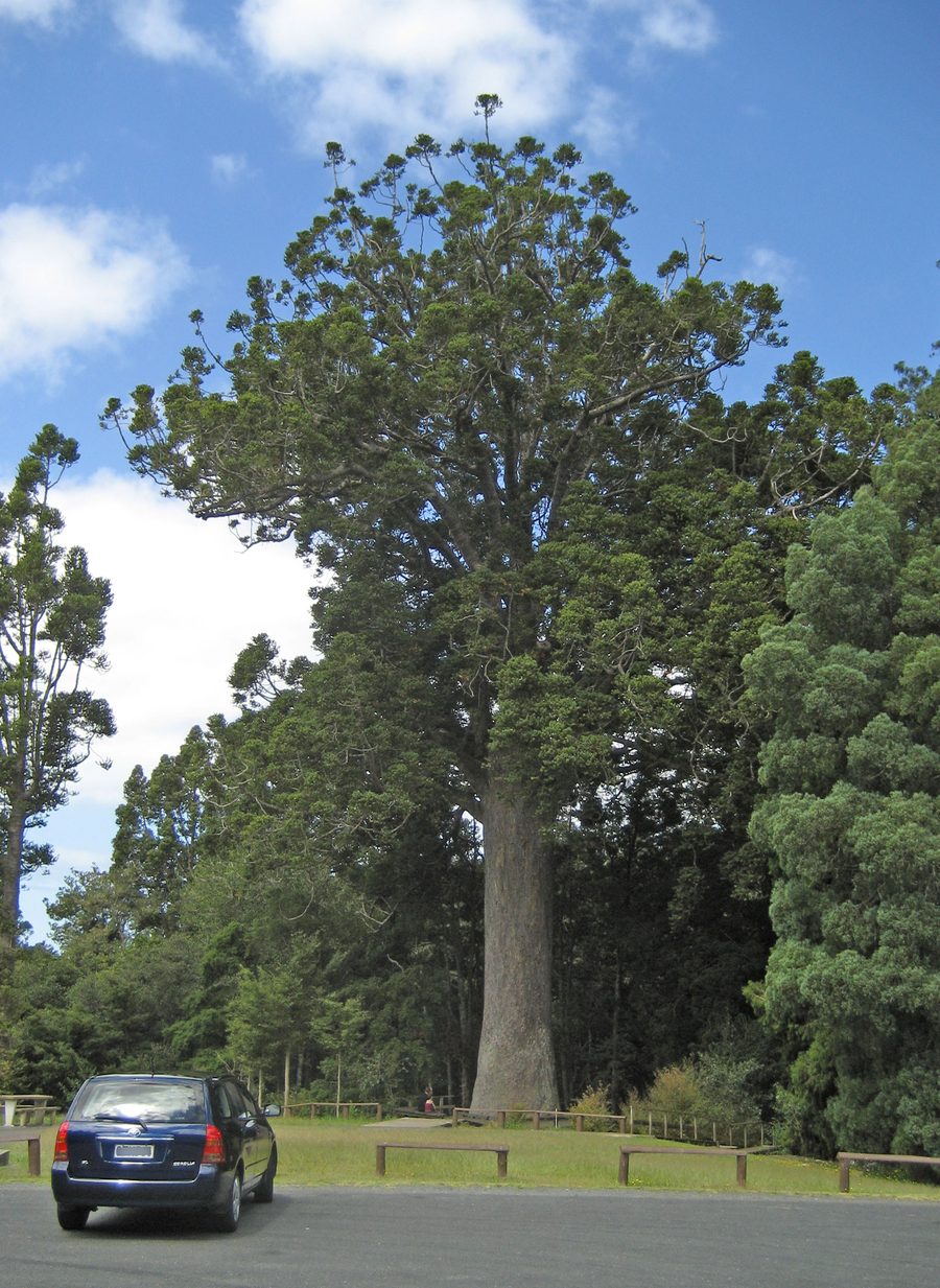 McKinney Kauri in Parry Kauri Park near Warkworth