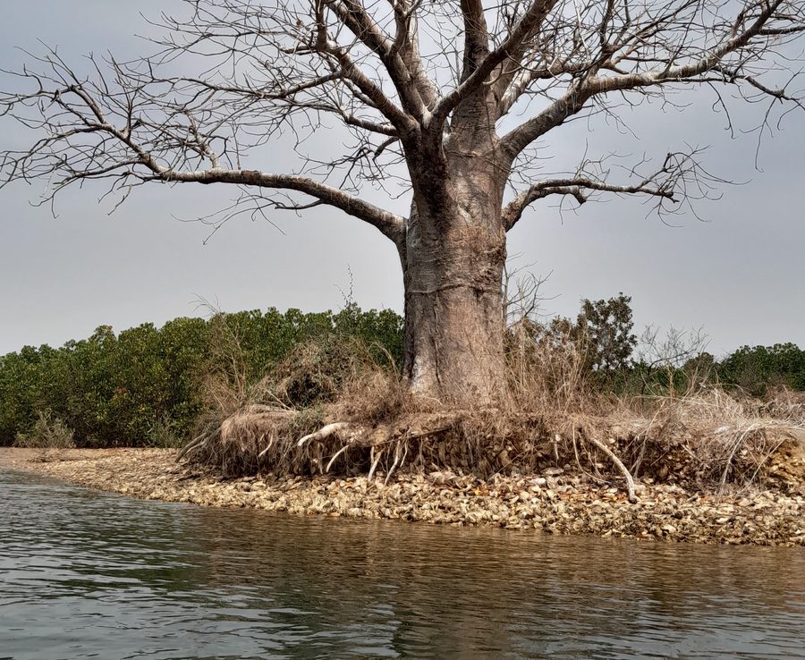 Tree landscape in the Saloum Delta