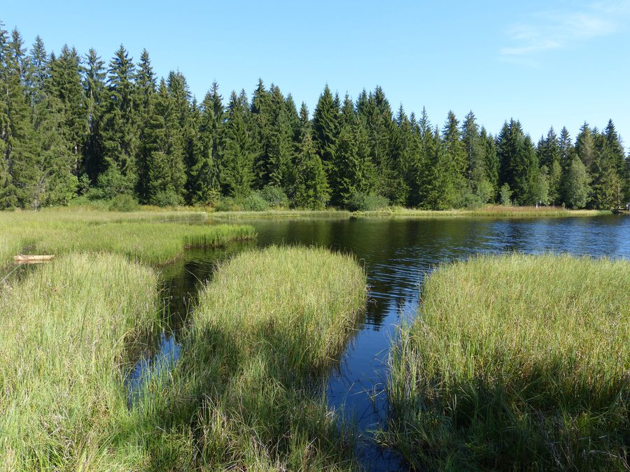 Étang de la Gruère in the municipality of Saignelégier in the Swiss Jura