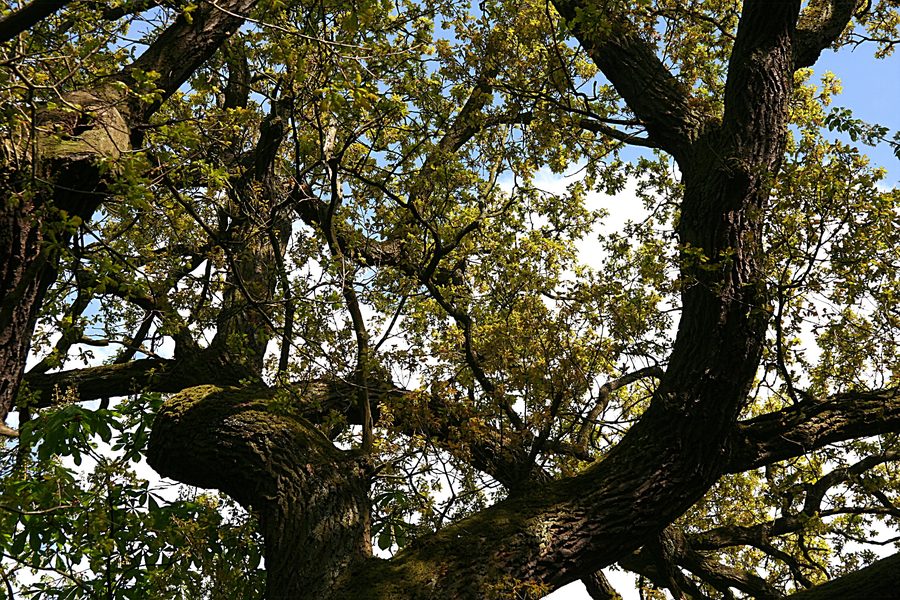 Oak tree in the Karmelenberg nature reserve near Bassenheim