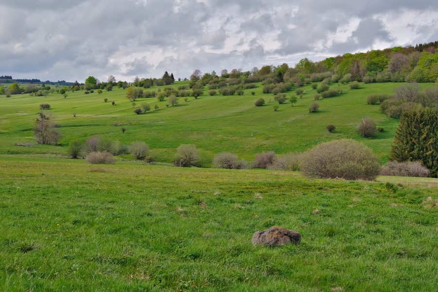 Meadow landscape in the Lange Rhön nature reserve