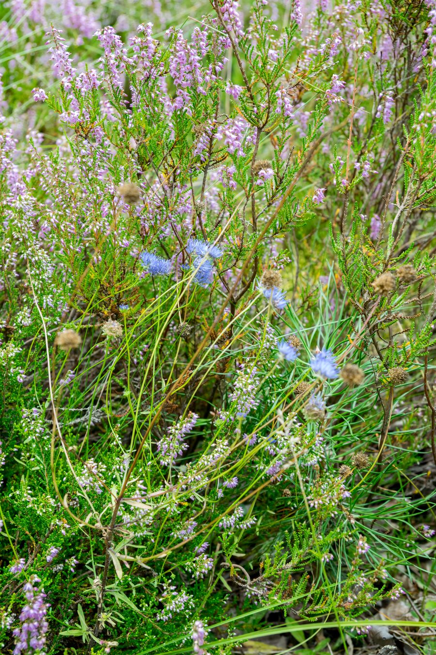 Heather bloom in the Augustdorf dune field in the district of Lippe