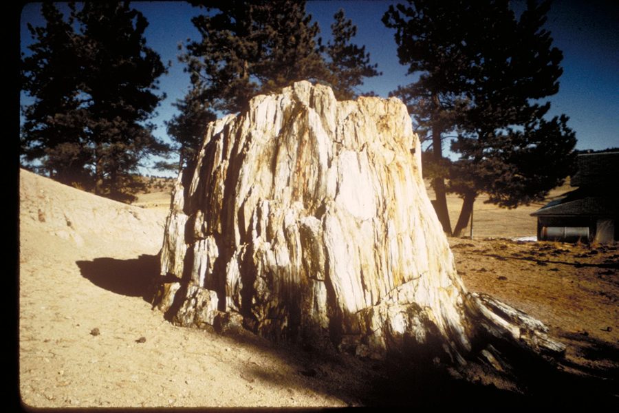 Petrified sequoia stump at Florissant Fossil Beds National Monument