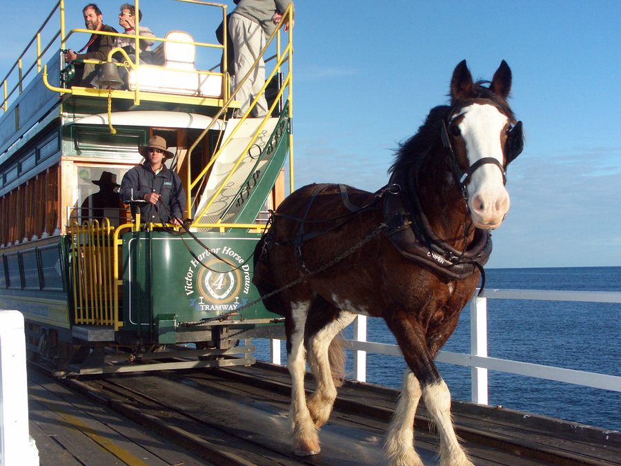 Horse-drawn tram on the causeway at Victor Harbor
