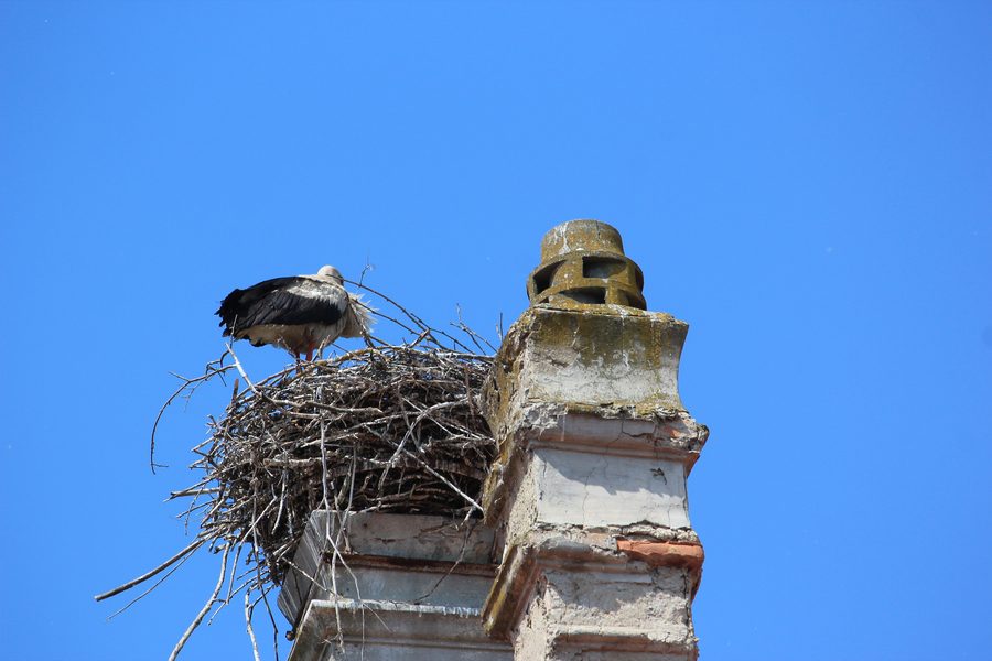 White stork at Marchegg Castle in Lower Austria