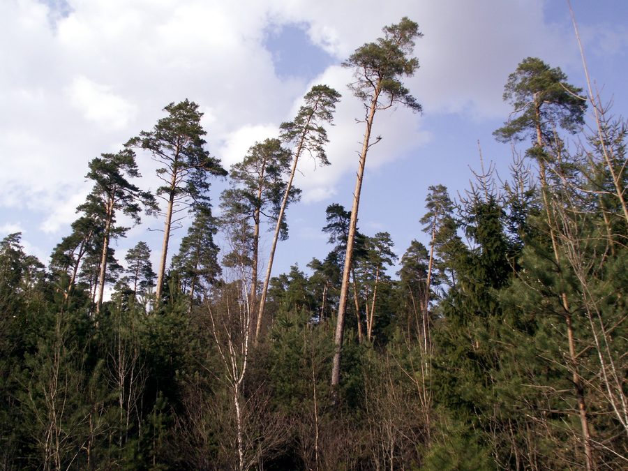 TytuvÄ—nai forest in KelmÄ— district, Lithuania
