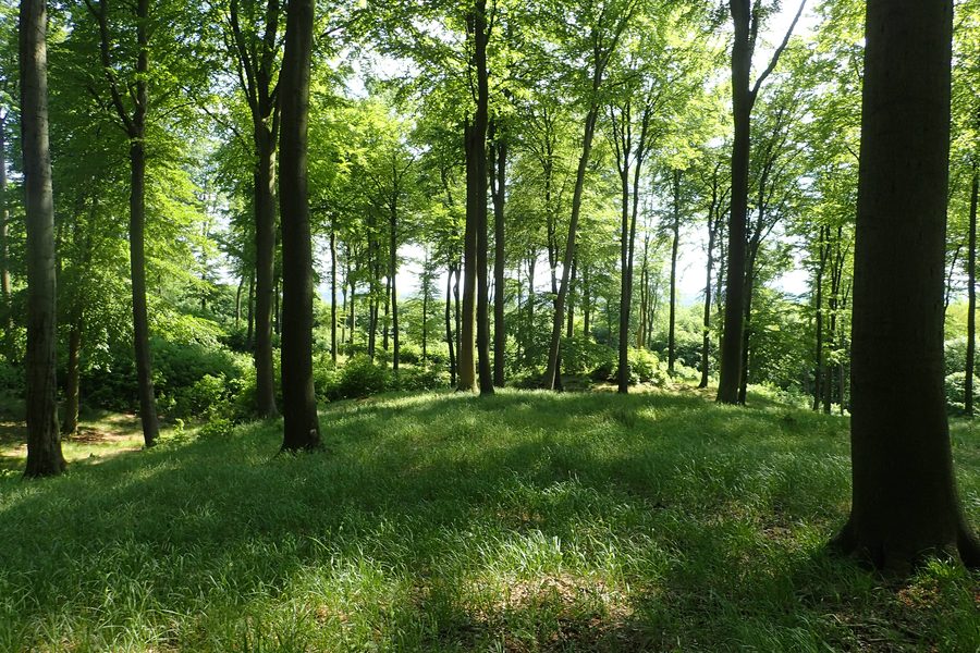 Beech forest in Szczecin Landscape Park Puszcza Bukowa near Szczecin, north-west Poland