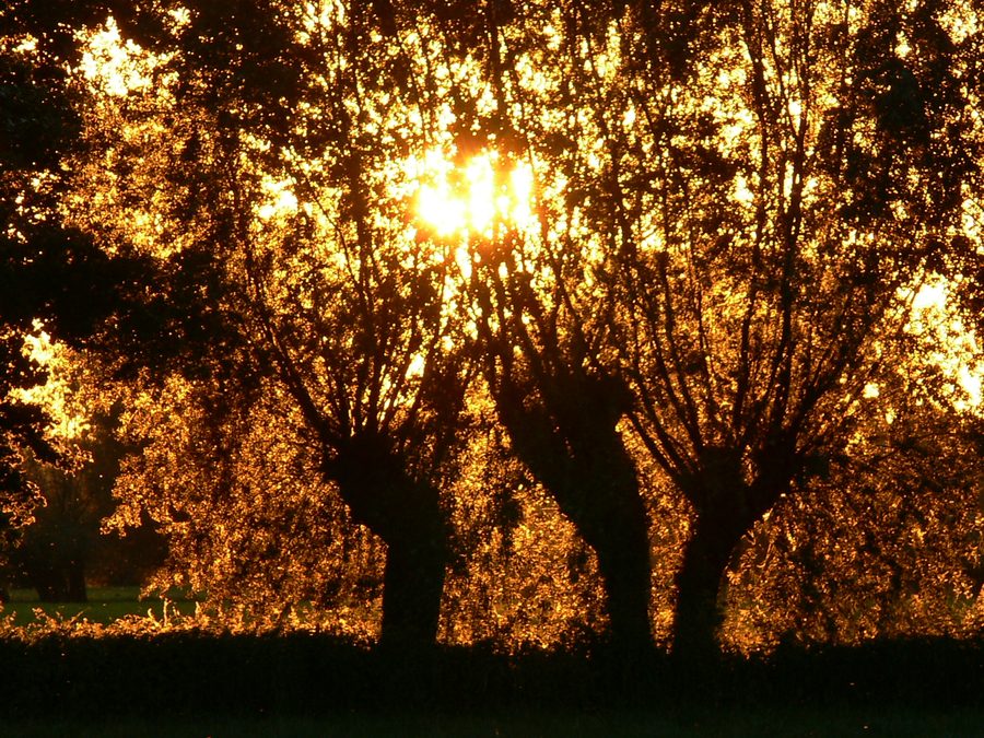 Pollard willows at sunset in the landscape near Alpen
