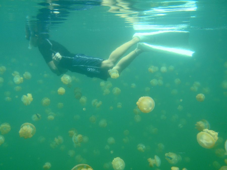 Snorkeling with jellyfish in Jellyfish Lake on Palau