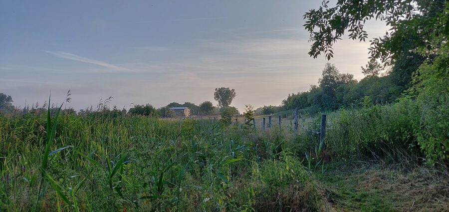 Neetzka in the morning with a view of a house