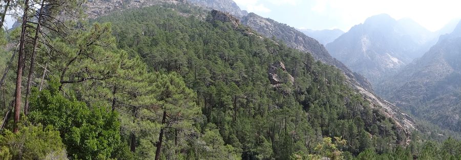 Laricio pines and maritime pines in the Bonifatu forest