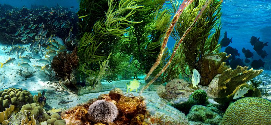 Fish above a shallow coral reef off Klein Bonaire