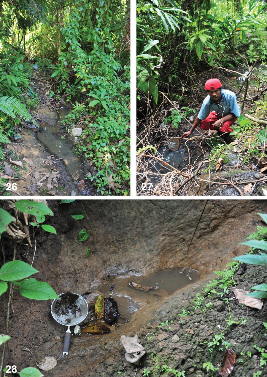 Tropical habitat in the Solomon Islands