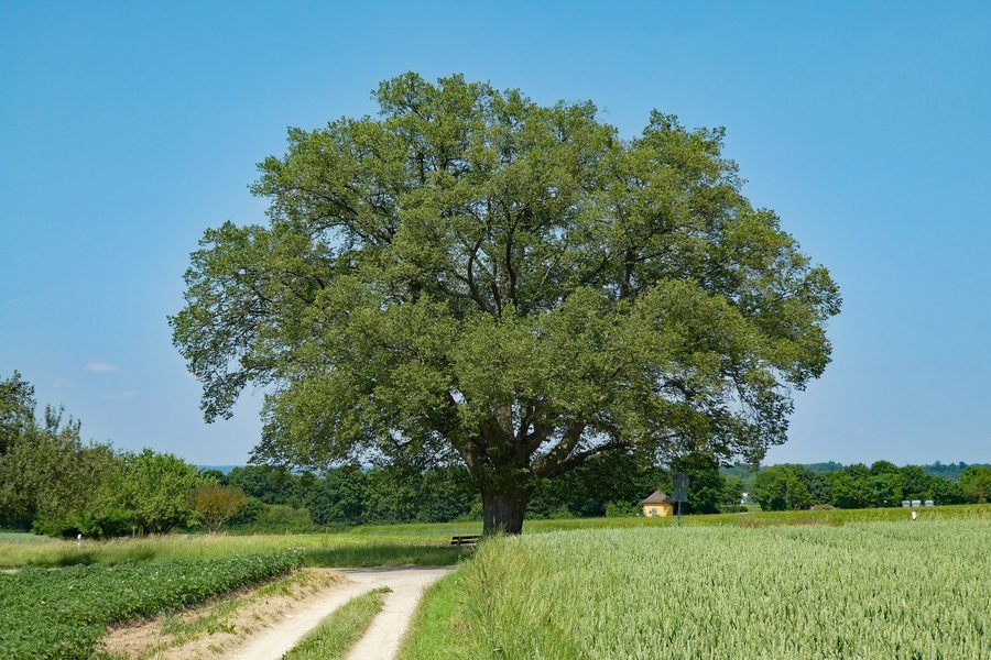 Natural monument linden tree on the road toward Reudern near Oberboihingen