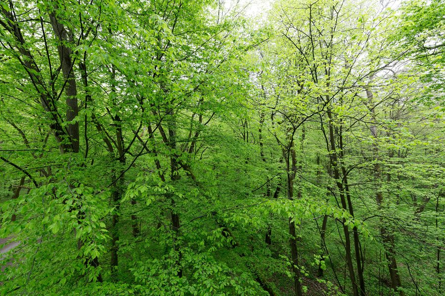 View from the treetop path in Hainich National Park near Schönstedt