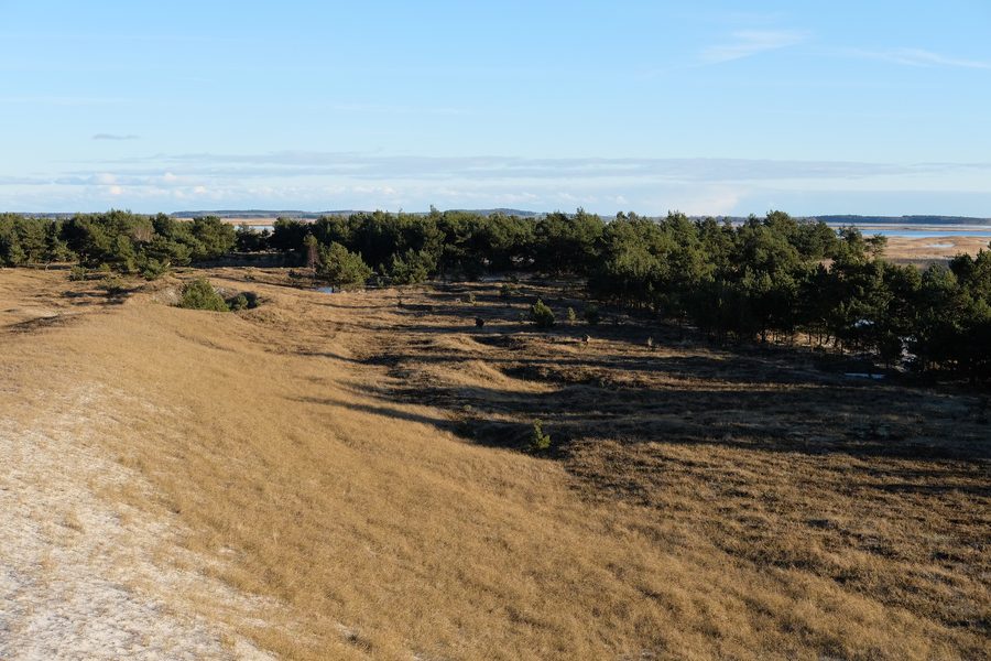 Dune landscape in the Western Pomerania Lagoon Area National Park with pine trees and the Baltic Sea coast in the background