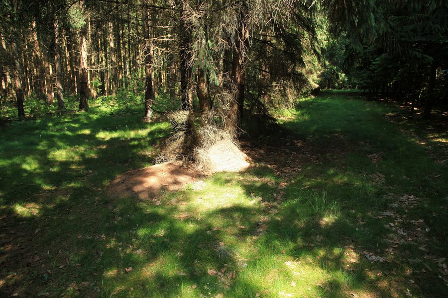 Margarethenwallweg in Ellingstedt