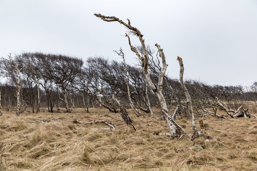 Dune landscape in the Lower Saxony Wadden Sea National Park on Norderney