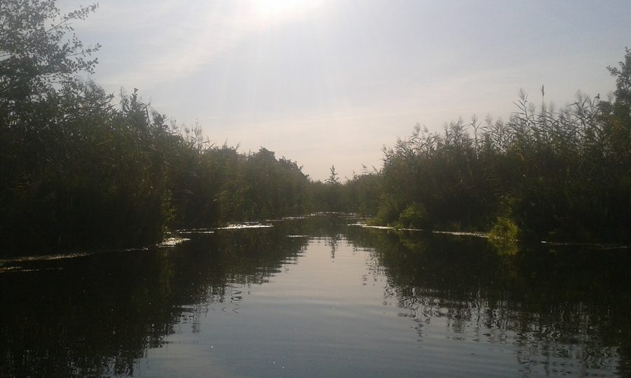 Shore area at Parsteiner See in the Schorfheide-Chorin Biosphere Reserve