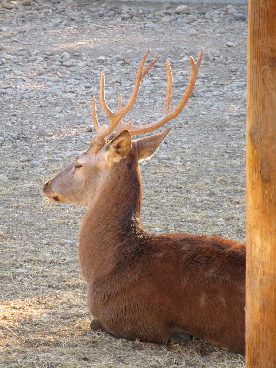 Male deer in the Sendaviva park near Arguedas