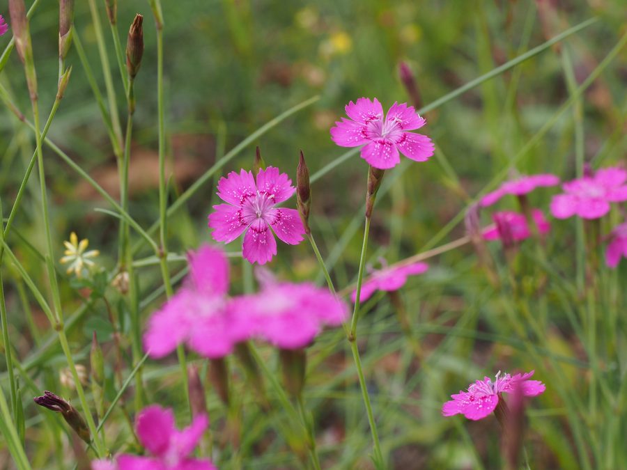 Heath carnation in the Lüneburg Heath in Lower Saxony