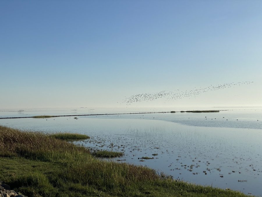 Coastal landscape south of Dagebüll in Schleswig-Holstein