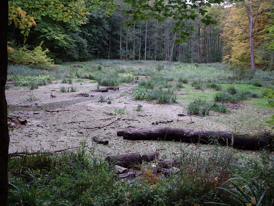 Silted-up Hünenteich pond near Flarchheim in Hainich National Park