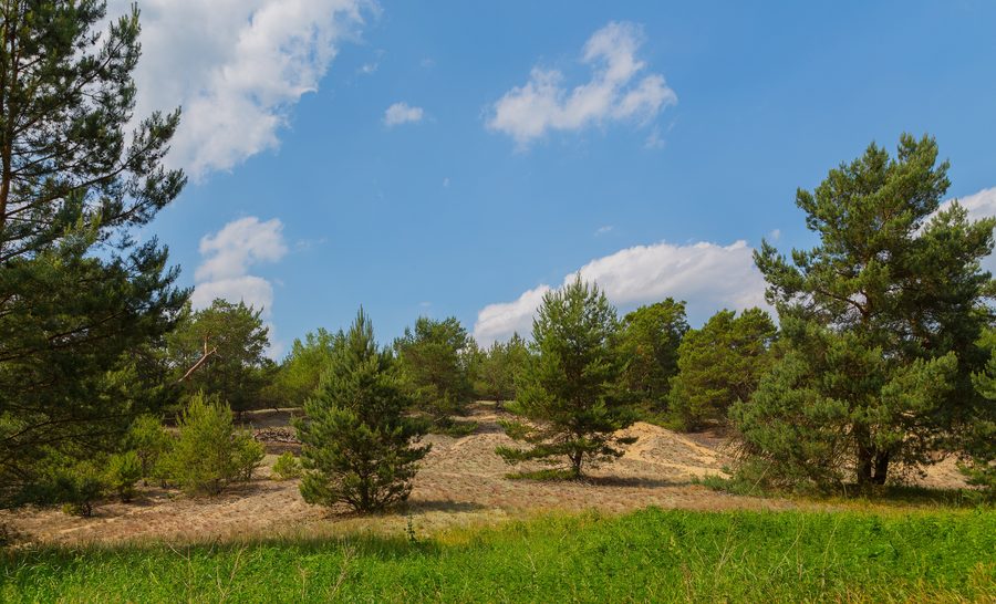 Dunes with Scots pines in the Friedrichshof nature reserve near Friedrichshof in Rietzneuendorf-Staakow